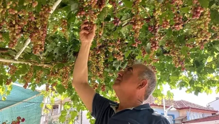 Manisa’da Yılın Birinci Üzümleri Tüketilmeye Başlandı